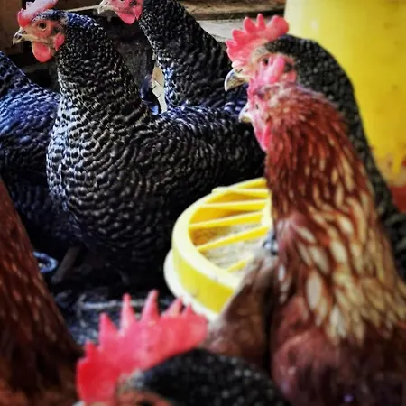 Planinski Dom Majerhold 게스트하우스 *