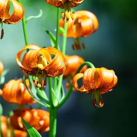 Planinski Dom Majerhold 솔차바