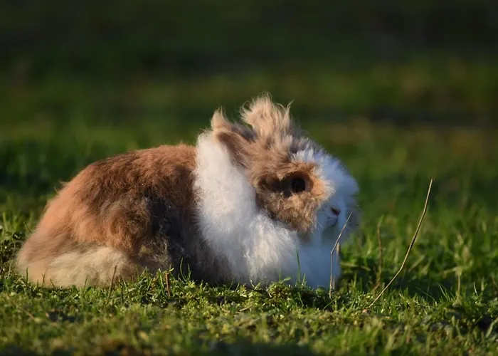 Planinski Dom Majerhold * Solčava