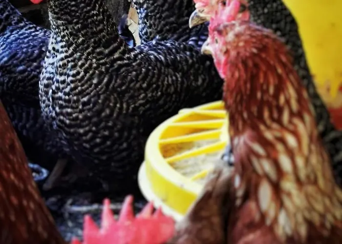 Planinski Dom Majerhold Πανσιόν *