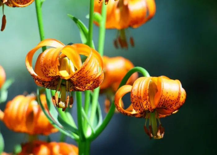 Planinski Dom Majerhold Solčava