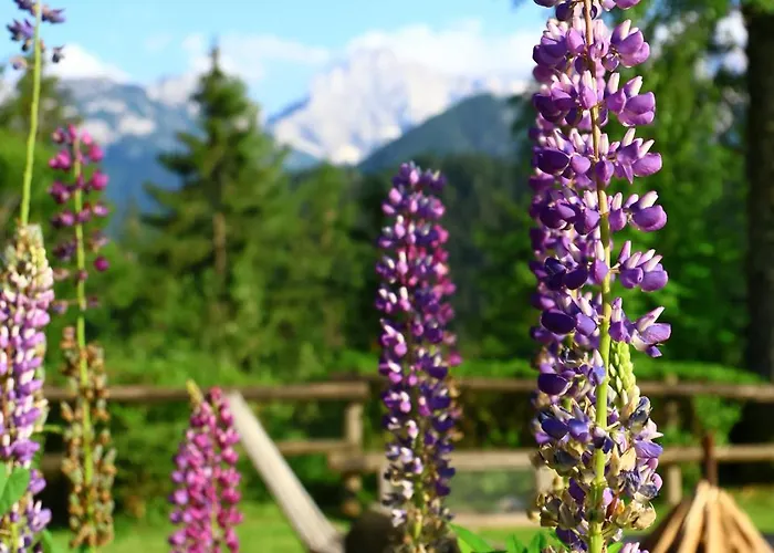 Πανσιόν Planinski Dom Majerhold *